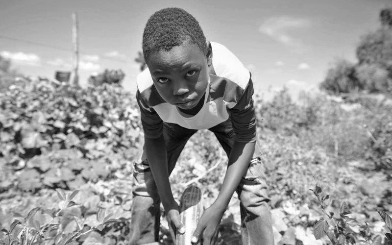 A young boy from Sudan looks up will bending low working in a garden.