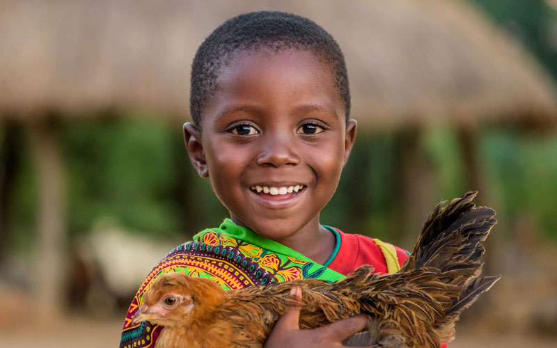 A young girl from Zambia wearing colourful traditional clothing, holds a chicken close and smiles at the camera.]
