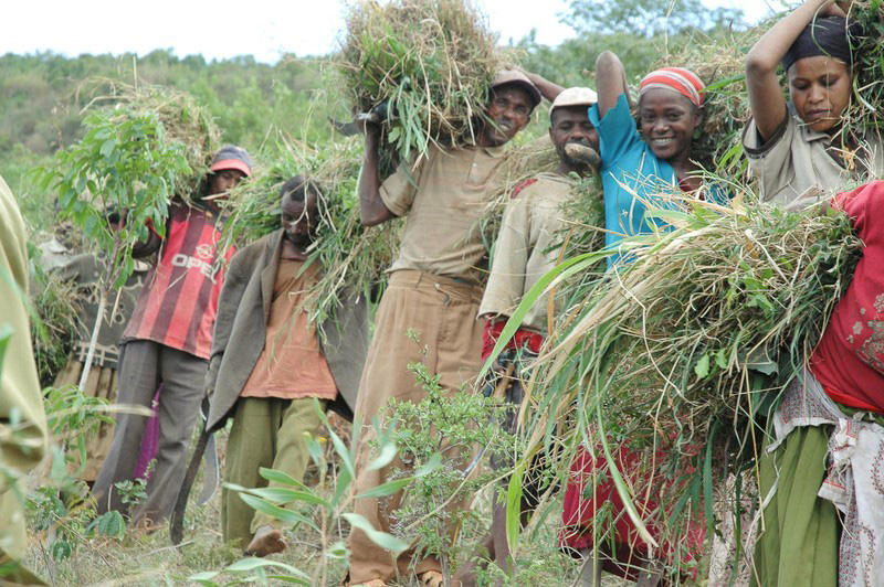 A lineup of people carry grassy fodder out of the woods to feed their cattle. One woman is smiling.