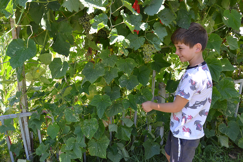 Young boy wearing a white t-shirt smiles while he picks grapes.