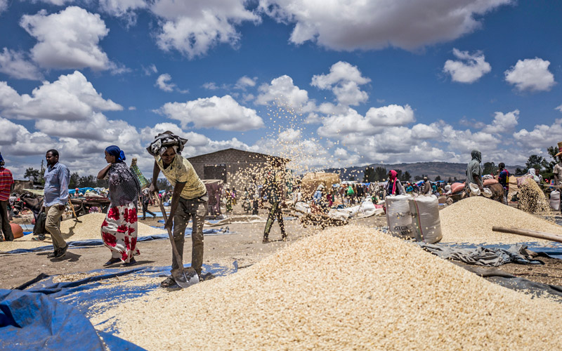 an Ethiopian man shovels grain onto a blue tarp, under a blue sky. There is a busy market atmosphere around him.