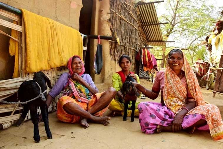 Three women in a village in India pet goats.