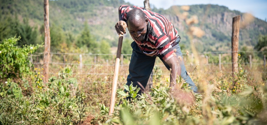 Vincent working his field in Kenya producing biofortified sweet potatoes and beans. 