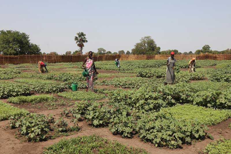 A group of farmers tending to a patch of land planted with leafy vegetables.