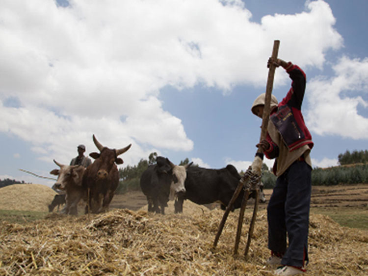 A man and a boy working in the field with four cows.