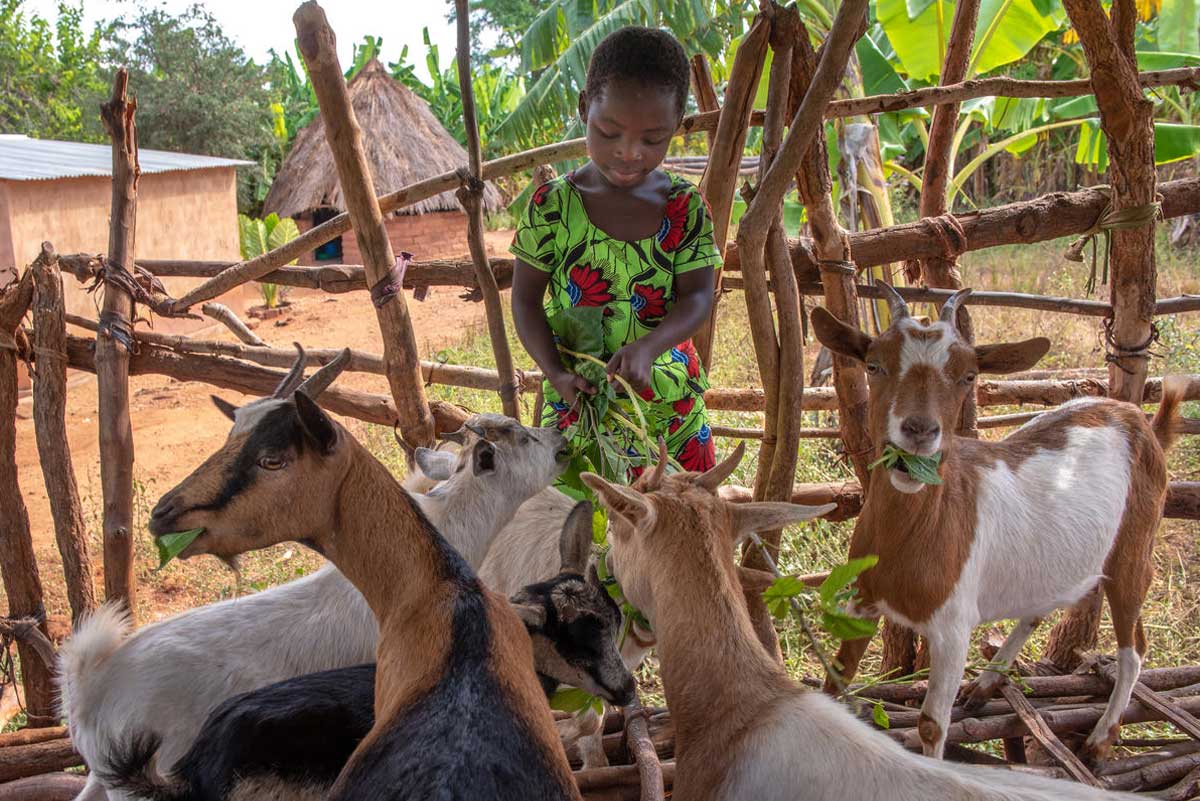 In Zambia, a school-age girl feeds her family’s goats.
