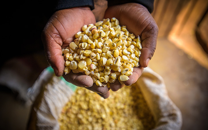 Two hands hold up some dried corn kernels from a sack.
