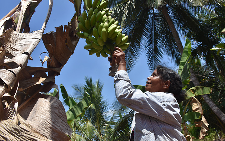 A woman touches a large bunch of bananas hanging from a tree.
