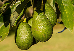 Fairtrade certified avocados