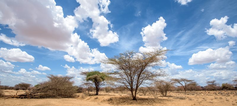 Trees and sand in South Sudan