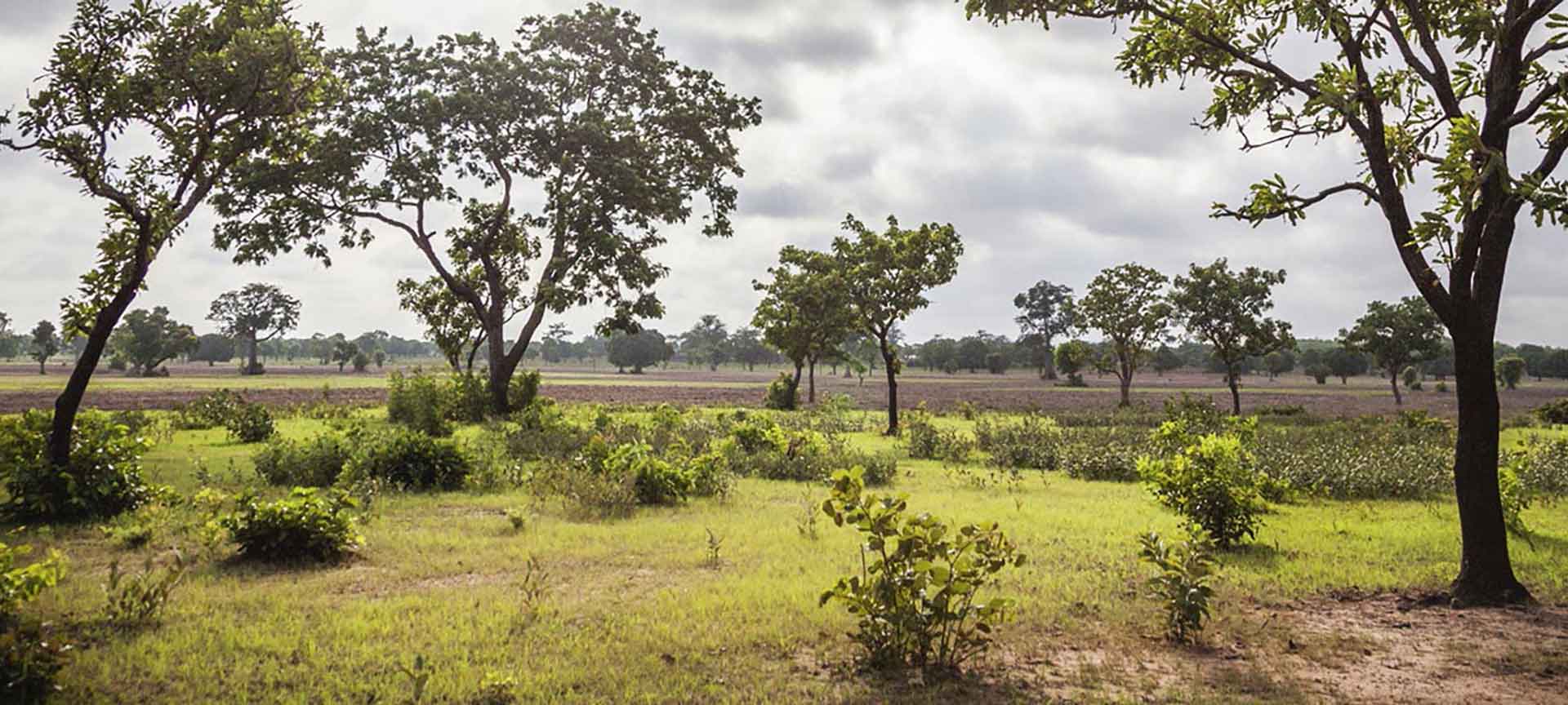 Landscape in Ghana