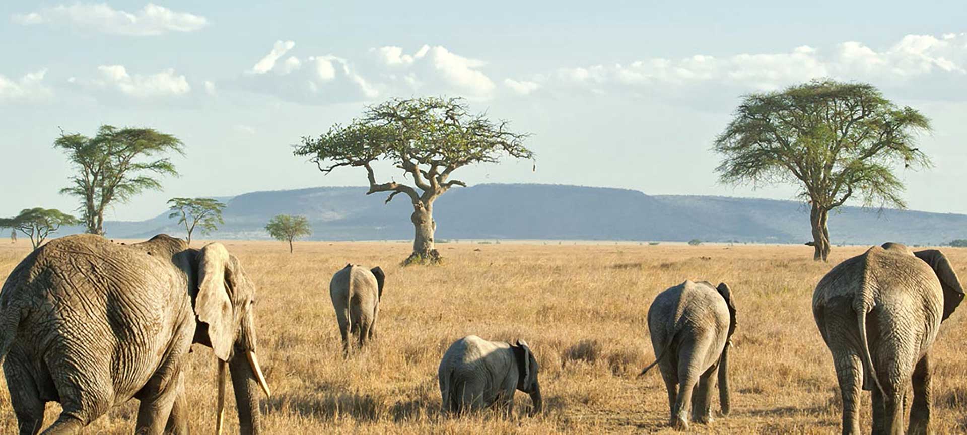 Elephants in the Serengetti in Tanzania walk away from camera