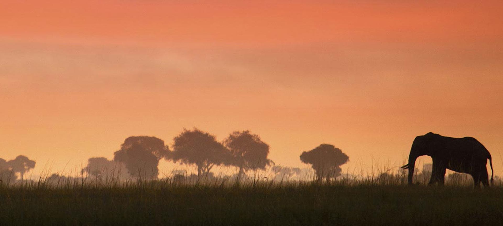 Sunset behind an elephant walking in a savannah in Zimbabwe