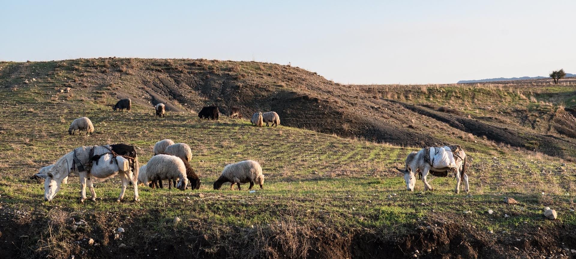 Sheep and donkeys grazing in Iraq