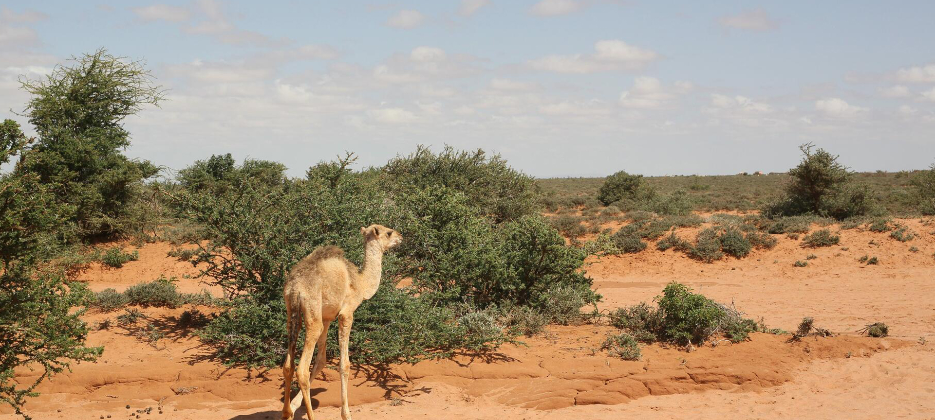 A single camel walks along a desert area. 
