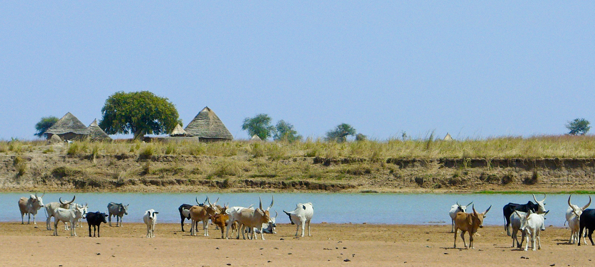 A group of bulls and cattle gather near a river in a rural area. 
