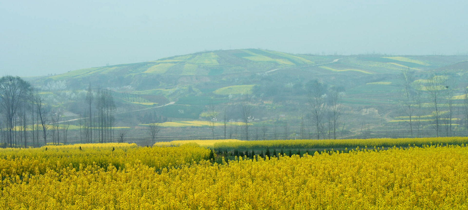 A foggy open field filled with yellow flowers. In the background stands a tall green mountain. 
