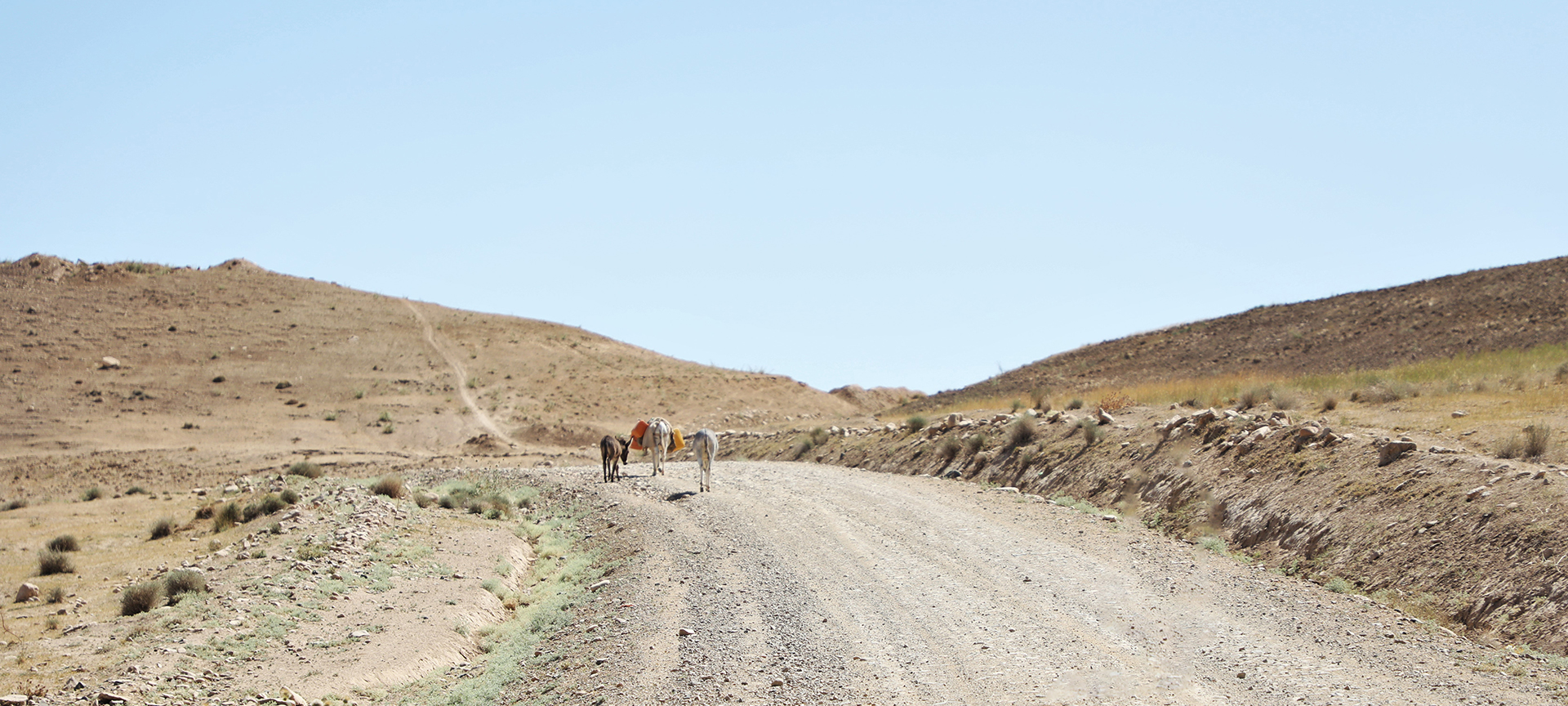 Three donkeys walking along a dirt road in a dry desert area. 