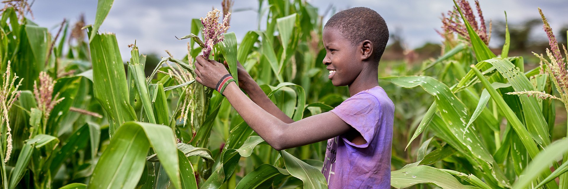 A boy smiles as he picks corn in a cornfield.