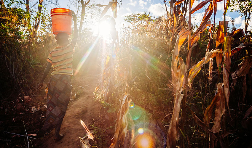 A girl walks through a corn field with a water bucket on her head and sun shining brightly in front of her