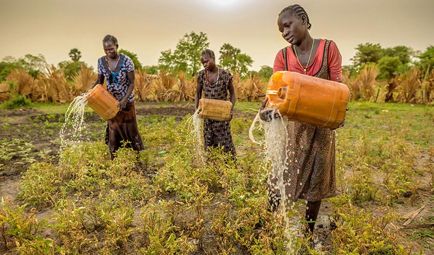 Three South Sudanese women water their crops with yellow jerry cans while the sun rises