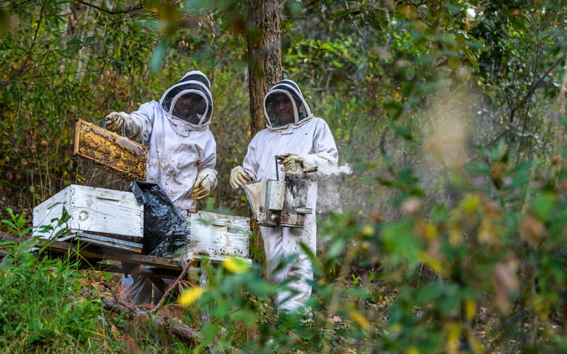 Two Honduran beekeepers check their hives. They are wearing white protective suits and hold a tin with smoke coming from it.