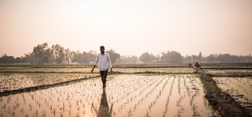 Sirajul walking through is field of zinc rice which he grows and provides to pregnant women in the community