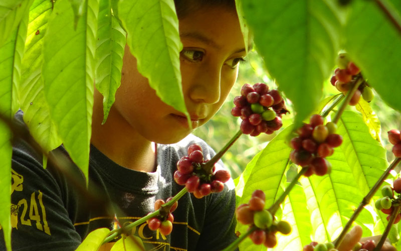 a young Mexican boy picks coffee beans surrounded by big green leaves
