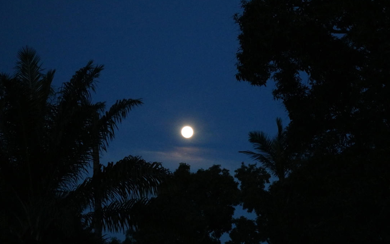 moon shining in a dark blue sky through trees in silhouette