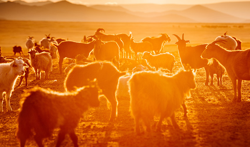 A herd of goats and sheep in the yellow glow of the sun with mountains in the distance