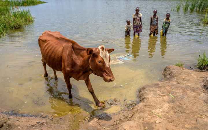 Four children stand in a small lake. Garbage is floating in the water. A cow walks through the water.
