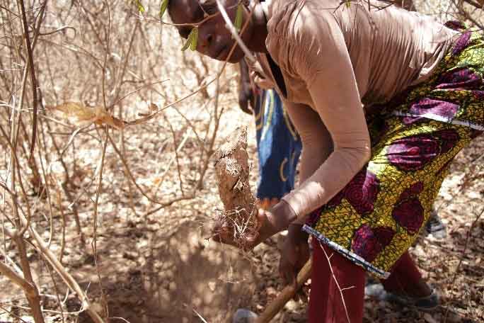 In Zambia, a woman bends in dry grassland to show a withered vegetable.