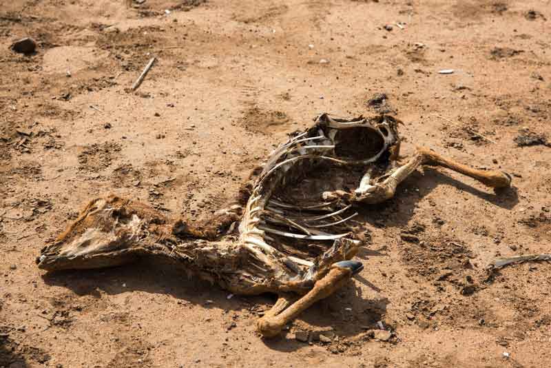 The carcass of a sheep lies in the dry dirt under blazing sun.