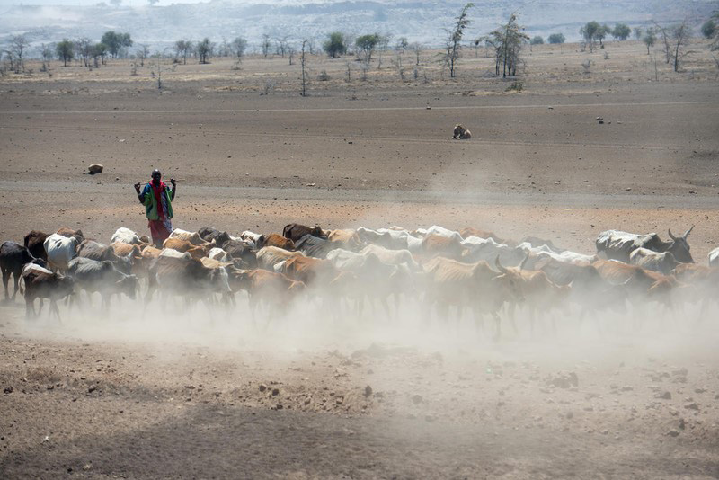 A man walks with his herd of cattle in a dry field.