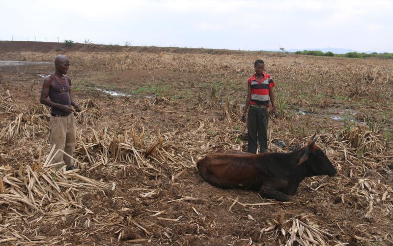 In Swaziland, a teen boy and a man stand in the middle of a dry field. Their emaciated cow lies beside them.
