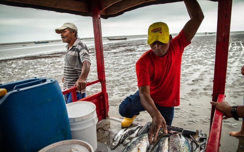 At low tide off the coast of Ecuador, fishers place fish in their small boat.