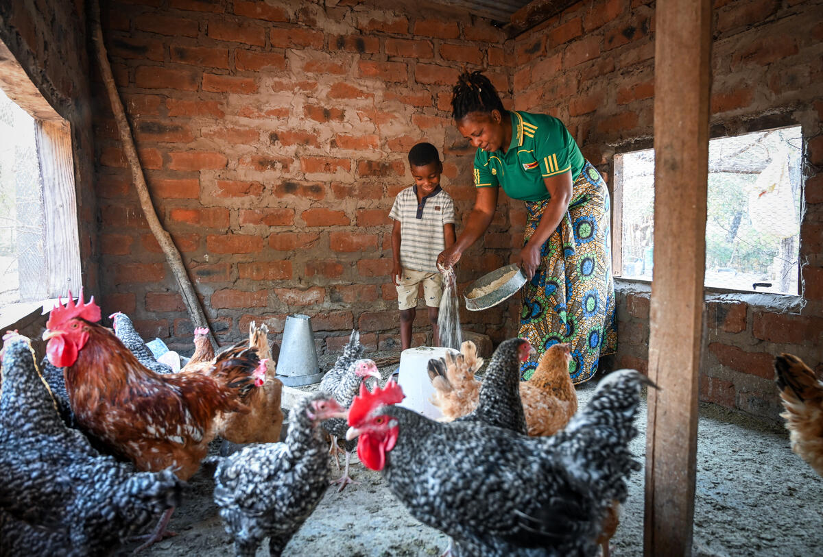 A mother and son in Zambia feed their flock of chickens, which they have grown in the past few years.