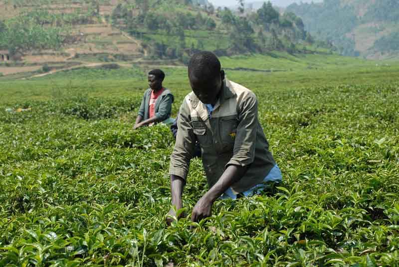 Two people who may be teenaged boys or may be young men tend tea plants under a hot African sky.