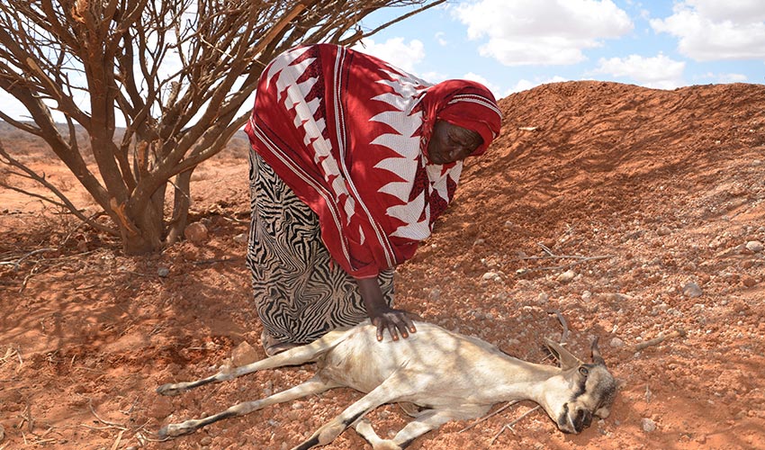 A woman bends down and places a hand on her dead farm animal's body, in Somalia. She is surrounded by a dry, dust landscape.