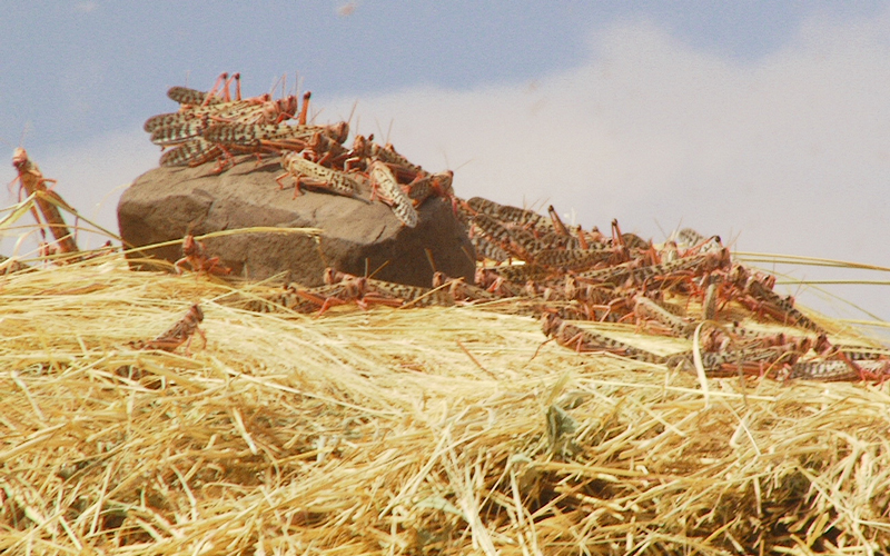 a swarm of locusts perched on some straw and rocks