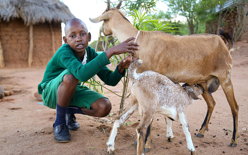 young boy wearing a green outfit tend to a baby goat feeding off its mom’s milk.