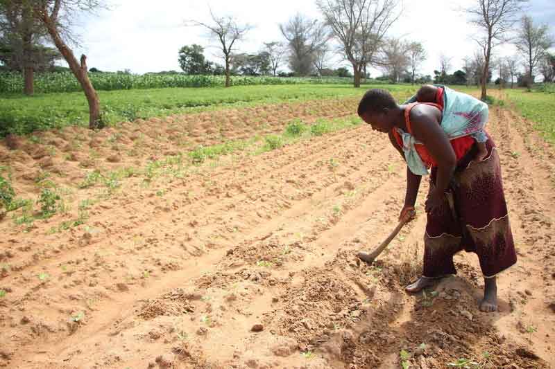 A woman in Zambia tends to the soil in her garden while carrying her baby on her back in a blue sling.