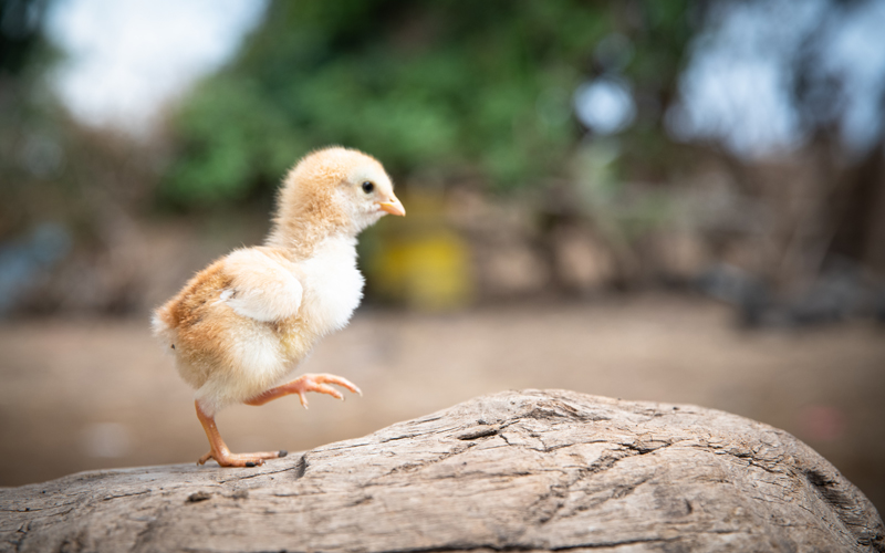 a tiny baby chick takes steps across a fallen log