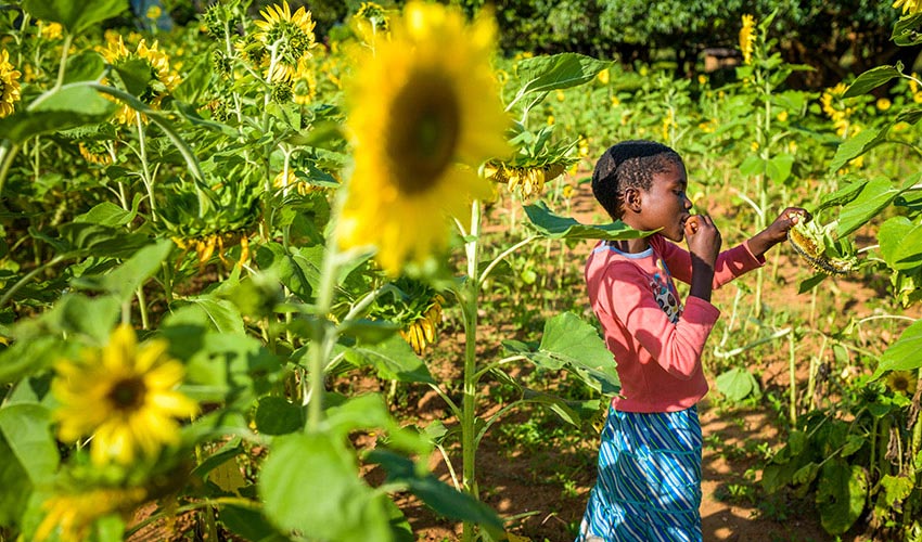 A girl in a sunflower field eats seeds from a flower.