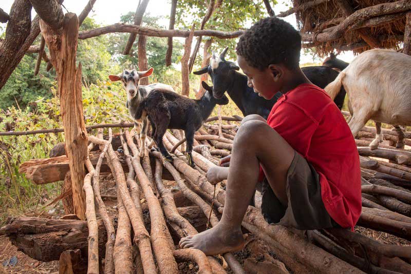An eight-year-old boy in Zambia gently cares for his family’s goats in their small, wooden pen.