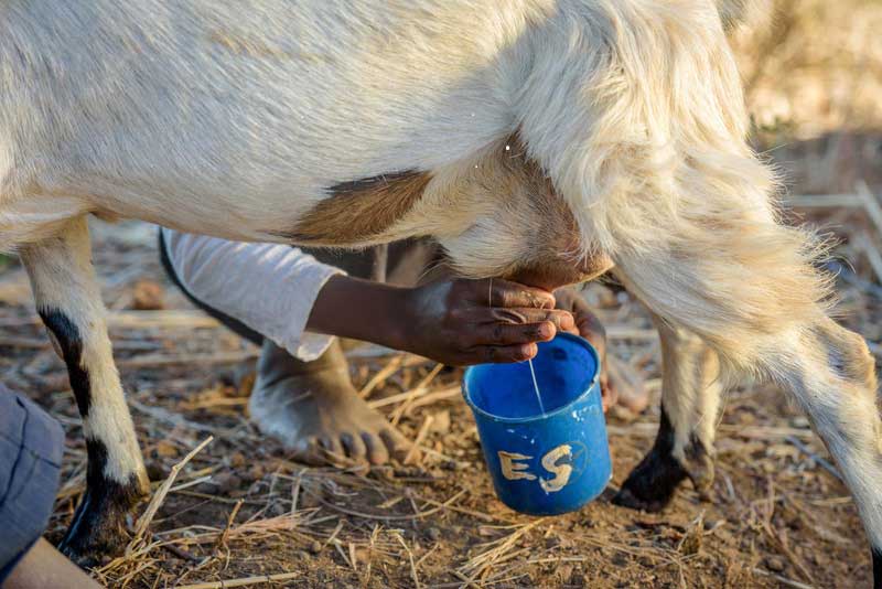 A child’s hand squeezes a goat’s teat and milk squirts into the child’s blue cup. The cup is marked in paint with the child’s initials.