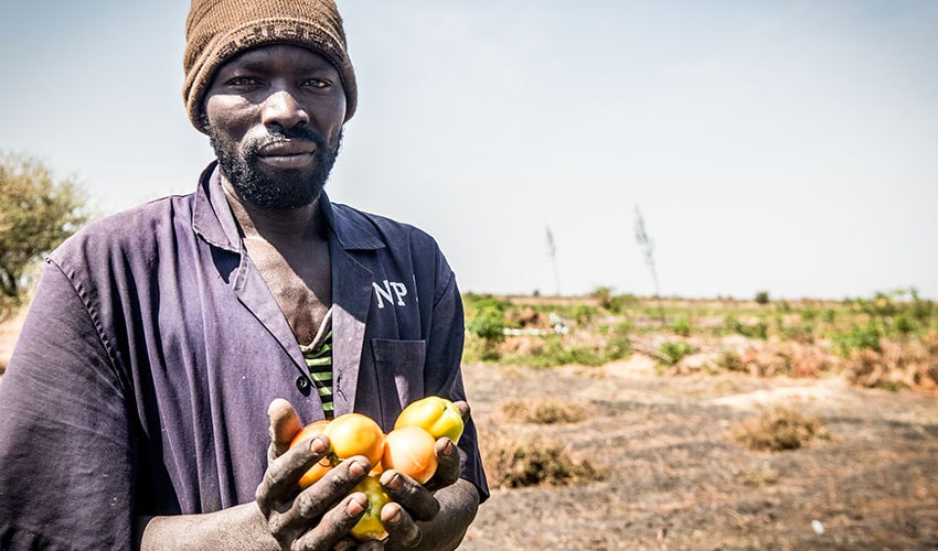 In South Sudan a father who is also a farmer holds tomatoes in his hands