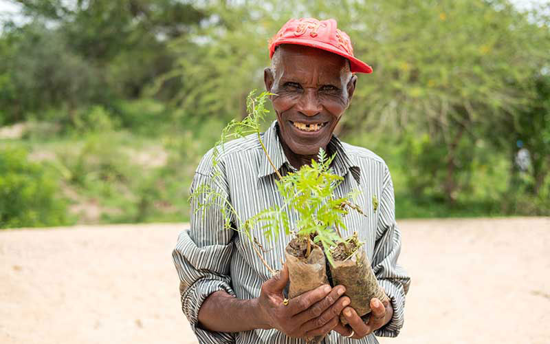 An older farmer holds a young tree in his hands.