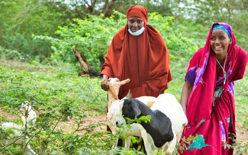 In Kenya, two women care for their goats in a green garden. One woman smiles broadly. The women are wearing headscarves.