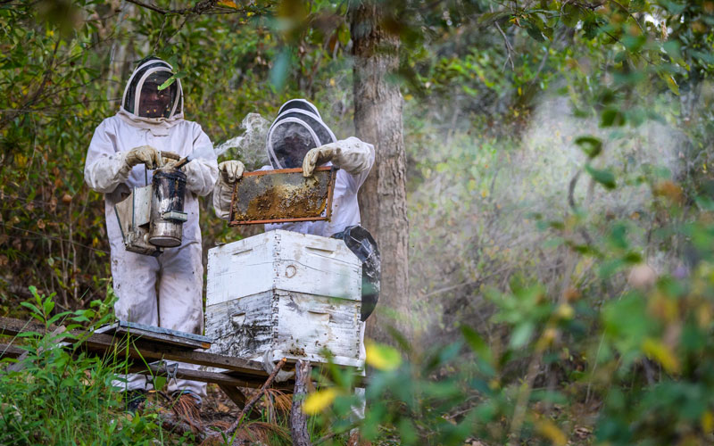 Two Honduran beekeepers check their hives. They are wearing white protective suits and hold a tin with smoke coming from it.